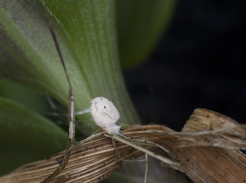 Coprinopsis phaeospora